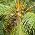 Kokosnuss an Palme an sonnigem Tag