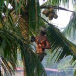 Indischer Mann auf Kokospalme und erntet Kokosnuss