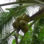 Kokosnüsse hängen an Palme